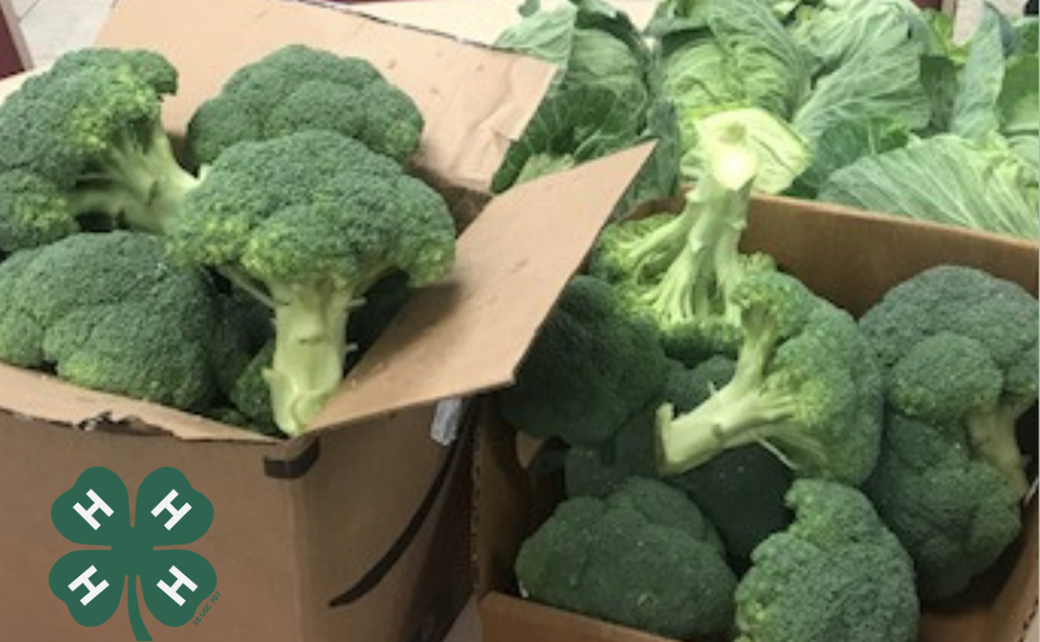 broccoli harvested from currituck community garden